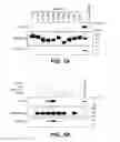 Fig. 02 - KLOTHO BETA