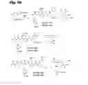 Fig. 09 - Tubulysin compounds, methods of making and use