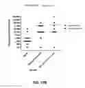 Fig. 35 - Bacterial vaccine components and uses thereof