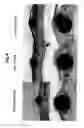 Fig. 07 - BIOMATERIAL COATED WITH HAp/Col COMPOSITE