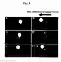 Fig. 13 - BIOMATERIAL COATED WITH HAp/Col COMPOSITE