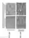 Fig. 26 - TDF-related compounds and analogs thereof