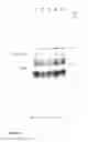 Fig. 07 - MTB-C vaccine against asthma