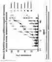 Fig. 02 - Composition and method for sulfated non-anticoagulant low molecular weight heparins in cancer and tumor metastasis