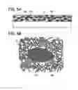 Fig. 06 - Electrode member, secondary battery, and method for manufacturing electrode member
