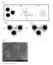 Fig. 02 - Negative electrode active material and method for producing the same