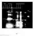 Fig. 08 - INDUCTION OF FLOCCULATION IN PHOTOSYNTHETIC ORGANISMS