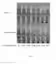 Fig. 09 - INDUCTION OF FLOCCULATION IN PHOTOSYNTHETIC ORGANISMS