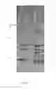 Fig. 10 - INDUCTION OF FLOCCULATION IN PHOTOSYNTHETIC ORGANISMS