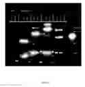 Fig. 15 - INDUCTION OF FLOCCULATION IN PHOTOSYNTHETIC ORGANISMS