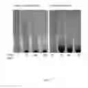 Fig. 19 - INDUCTION OF FLOCCULATION IN PHOTOSYNTHETIC ORGANISMS