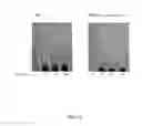 Fig. 24 - INDUCTION OF FLOCCULATION IN PHOTOSYNTHETIC ORGANISMS