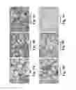 Fig. 04 - Scalable primate pluripotent stem cell aggregate suspension culture and differentiation thereof