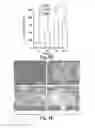 Fig. 07 - Scalable primate pluripotent stem cell aggregate suspension culture and differentiation thereof