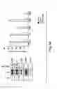 Fig. 08 - Scalable primate pluripotent stem cell aggregate suspension culture and differentiation thereof