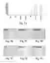 Fig. 09 - Scalable primate pluripotent stem cell aggregate suspension culture and differentiation thereof