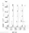 Fig. 43 - Scalable primate pluripotent stem cell aggregate suspension culture and differentiation thereof