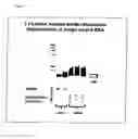 Fig. 09 - High complexity siRNA pools