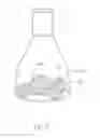Fig. 04 - Tissue culturing method, culturing method of ferns and explant obtained therefrom