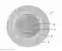 Fig. 01 - Golf ball with softer feel and higher iron spin