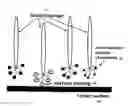 Fig. 01 - Methods for isolating a peptide methods for identifying a peptide