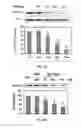 Fig. 07 - Methods of treatment of cancer using SRC-modulating peptides