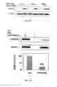 Fig. 09 - Methods of treatment of cancer using SRC-modulating peptides