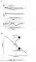Fig. 37 - Compositions and Methods for Reactivating Latent Immunodeficiency Virus