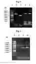 Fig. 05 - Pharmaceutical composition for preventing or treating tuberculosis