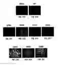 Fig. 44 - High-transduction-efficiency RAAV vectors, compositions, and methods of use