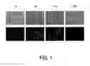 Fig. 02 - METHOD FOR EXPRESSION OF HETEROLOGOUS PROTEINS USING A RECOMBINANT NEGATIVE-STRAND RNA VIRUS VECTOR
