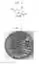 Fig. 02 - Compound, preparing method thereof, and use thereof as inhibitors of histone demethylase