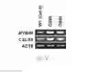 Fig. 02 - CslA9 gluco-mannan synthase gene