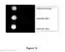 Fig. 15 - COMPOUNDS AND BIOLOGICAL MATERIALS AND USES THEREOF