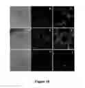 Fig. 20 - COMPOUNDS AND BIOLOGICAL MATERIALS AND USES THEREOF
