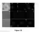 Fig. 23 - COMPOUNDS AND BIOLOGICAL MATERIALS AND USES THEREOF