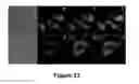 Fig. 24 - COMPOUNDS AND BIOLOGICAL MATERIALS AND USES THEREOF
