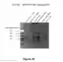 Fig. 27 - COMPOUNDS AND BIOLOGICAL MATERIALS AND USES THEREOF