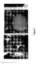 Fig. 06 - Hyperspectral technology for assessing and treating diabetic foot and tissue disease
