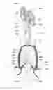 Fig. 01 - Vaginal cuff closure tool and method