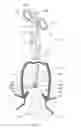 Fig. 04 - Vaginal cuff closure tool and method