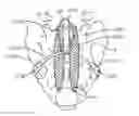Fig. 01 - SACRAL TETHER ANCHOR AND METHODS OF USE