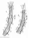 Fig. 53 - Tissue fastening systems and methods utilizing magnetic guidance