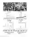 Fig. 06 - CATALYSTS FOR LOW TEMPERATURE ELECTROLYTIC CO REDUCTION
