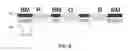Fig. 09 - Liquid crystal display panel