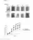 Fig. 08 - Dendrimer conjugates for coating cells