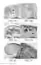 Fig. 02 - Isolated populations of renal stem cells and methods of isolating and using same