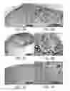 Fig. 13 - Isolated populations of renal stem cells and methods of isolating and using same