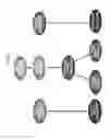 Fig. 16 - Isolated populations of renal stem cells and methods of isolating and using same