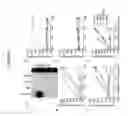 Fig. 04 - INTERFERON ANTAGONISTS, ANTIBODIES THERETO, AND ASSOCIATED METHODS OF USE